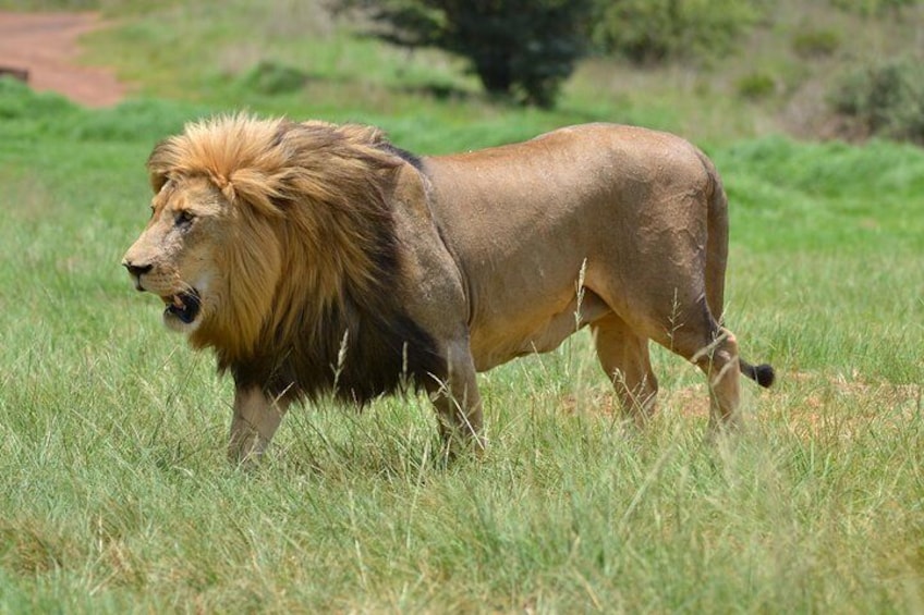 Male Lion at the park