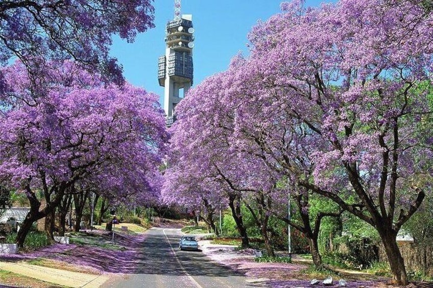 Jacaranda trees lining the streets of Pretoria 