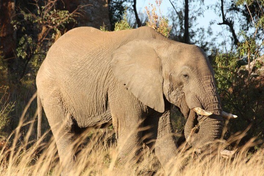 Sun City & Pilanesberg Game Reserve (Closed Vehicle)