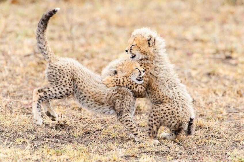Cheetah Cubs Playing