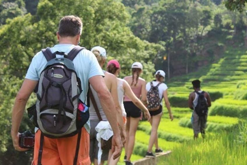 walking in the rice field 