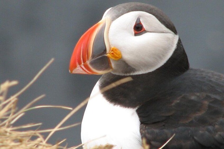 Puffin in Dyrhólaey