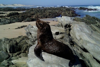 Guided Marine Walk: - Sardinia Bay (Marine Protected Area) - 3 hours