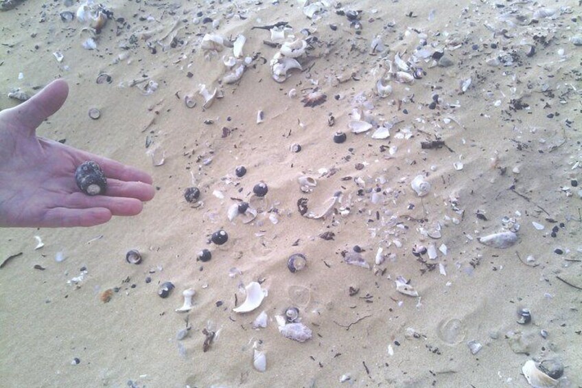 Guided Marine Walk: - Sardinia Bay (Marine Protected Area) - 3 hours