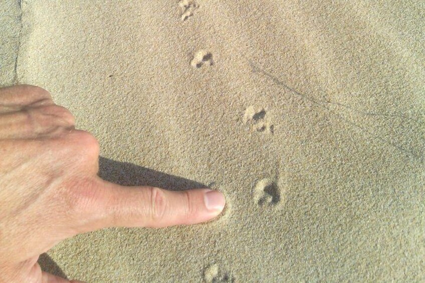 Guided Marine Walk: - Sardinia Bay (Marine Protected Area) - 3 hours