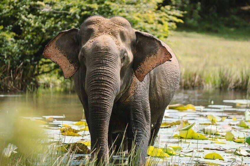 Evening Private Safari at Bundala Park by Yala La Safari Tours