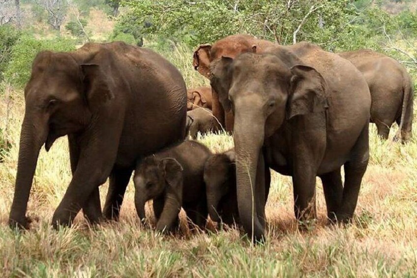 Morning 07 Hour Private Safari at Yala National Park by Yala La Safari Tours