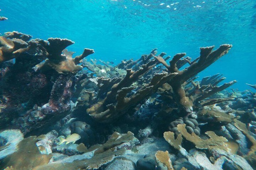 Private snorkel excursion to a pristine coral reef in Aruba - Eco-friendly!