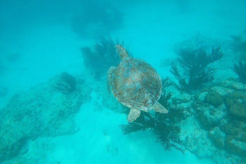 Private snorkel with 2 stops in Aruba - Eco-friendly!