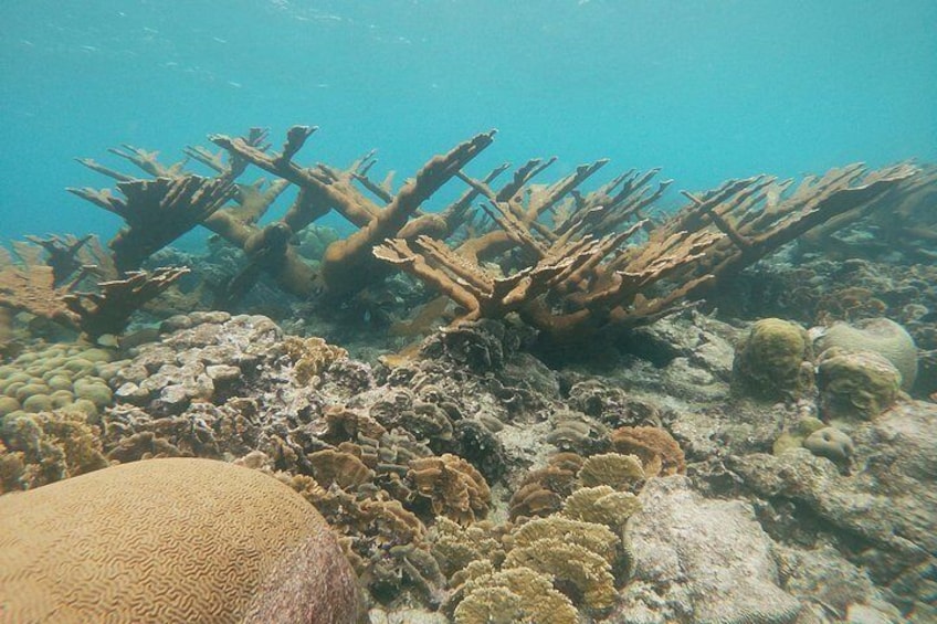 Private snorkel excursion to a pristine coral reef in Aruba - Eco-friendly!