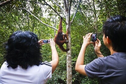 Wonder Orangutan Sarawak Semenggoh Wildlife Centre Tour