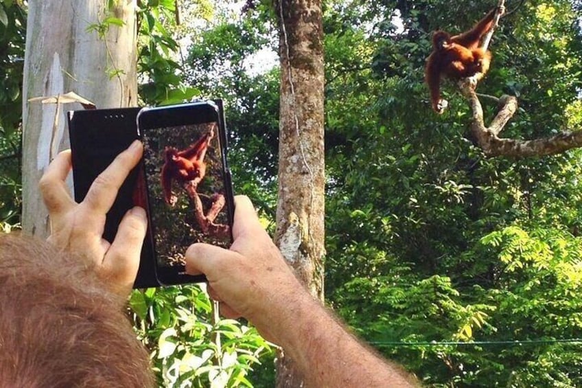 Wonder Orangutan Sarawak Semenggoh Wildlife Centre Tour 