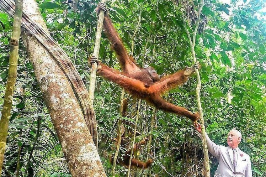 Wonder Orangutan Sarawak Semenggoh Wildlife Centre Tour 