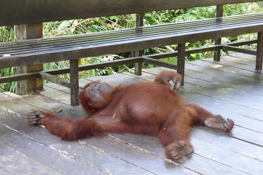 Wonder Orangutan Sarawak Semenggoh Wildlife Centre Tour 