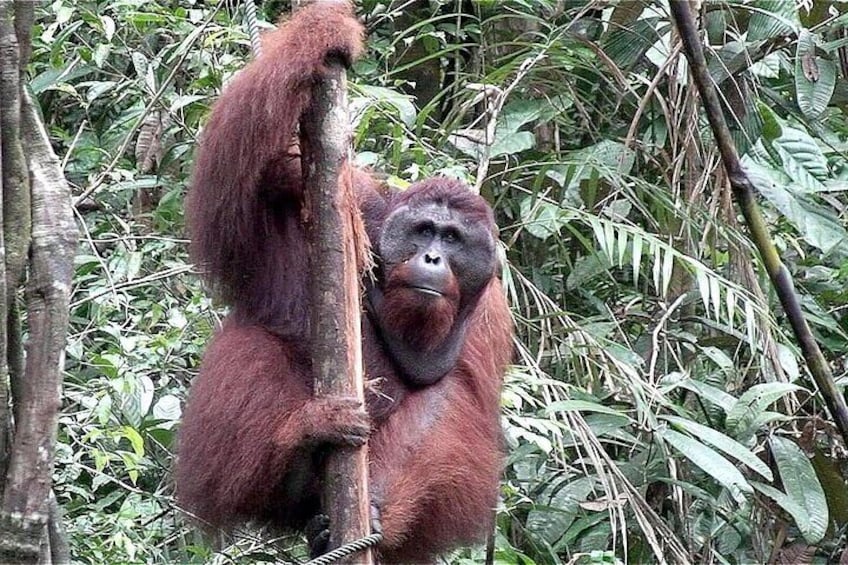 Wonder Orangutan Sarawak Semenggoh Wildlife Centre Tour 