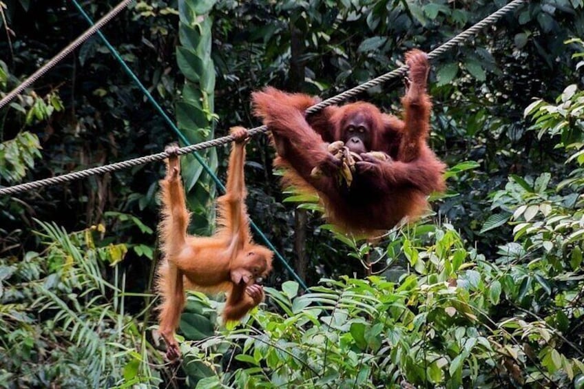 Wonder Orangutan Sarawak Semenggoh Wildlife Centre Tour 