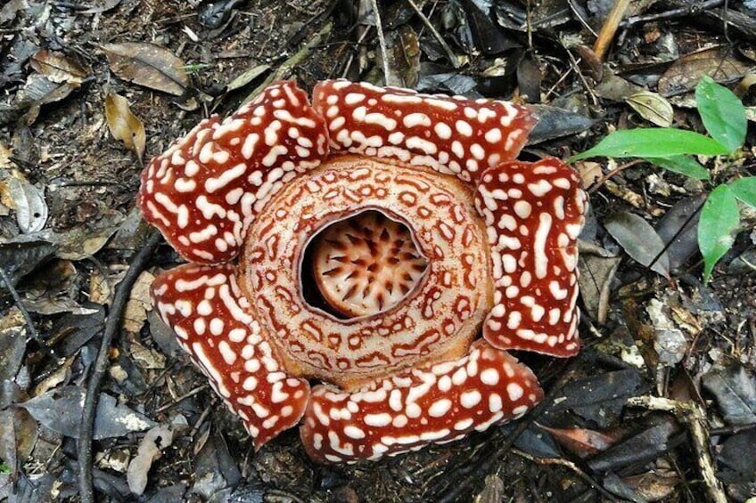 Tambunan Rafflesia Rainforest Reserve Tour from Kota Kinabalu