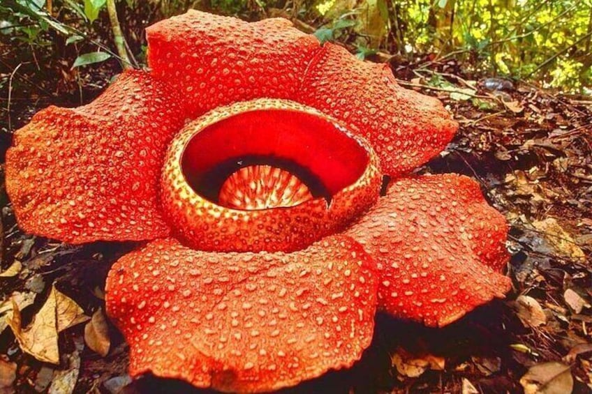 Tambunan Rafflesia Rainforest Reserve Tour from Kota Kinabalu