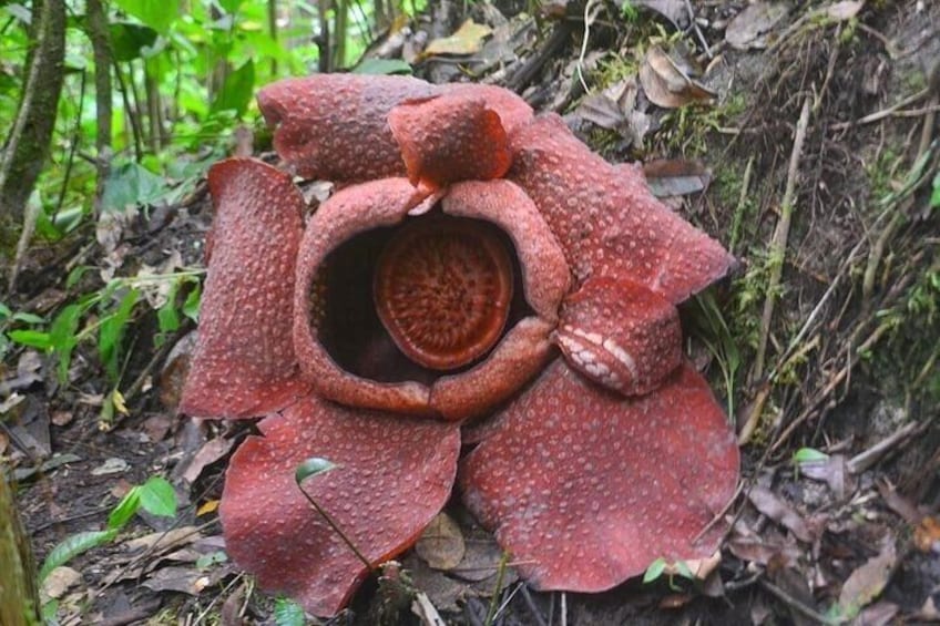 Tambunan Rafflesia Rainforest Reserve Tour from Kota Kinabalu