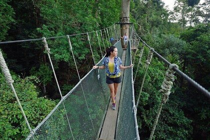 Poring Hot Springs Tour from Kota Kinabalu including Treetop Canopy Walk