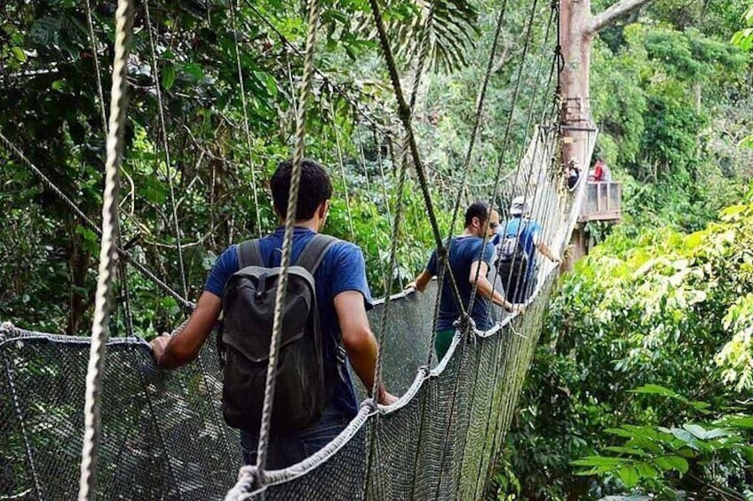 Poring Hot Springs Tour from Kota Kinabalu including Treetop Canopy Walk