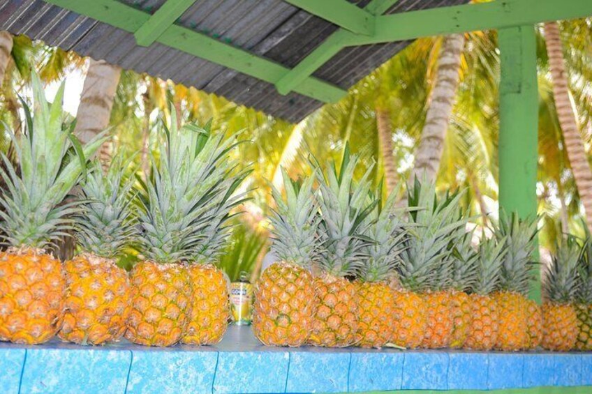 Saona Island Tour