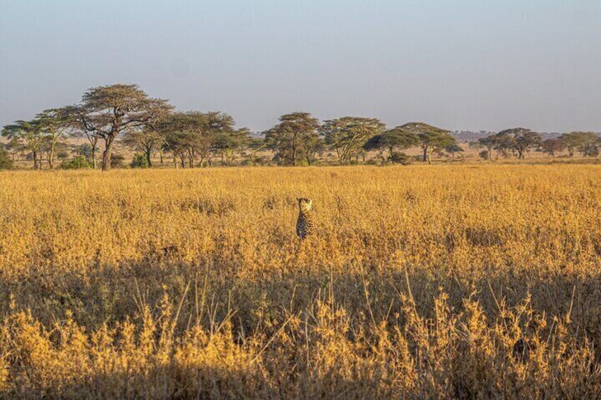 Cheetah of Serengeti