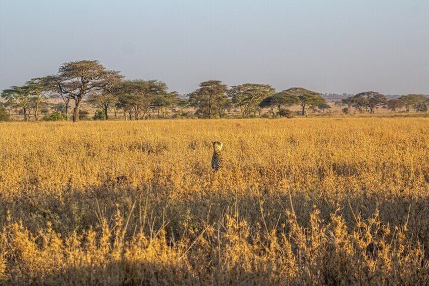 Cheetah of Serengeti