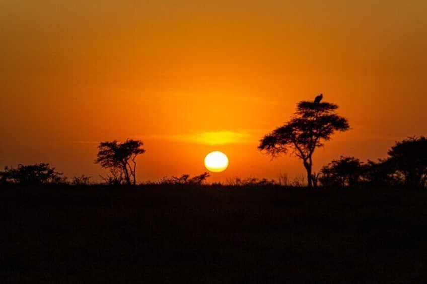 Serengeti sunset