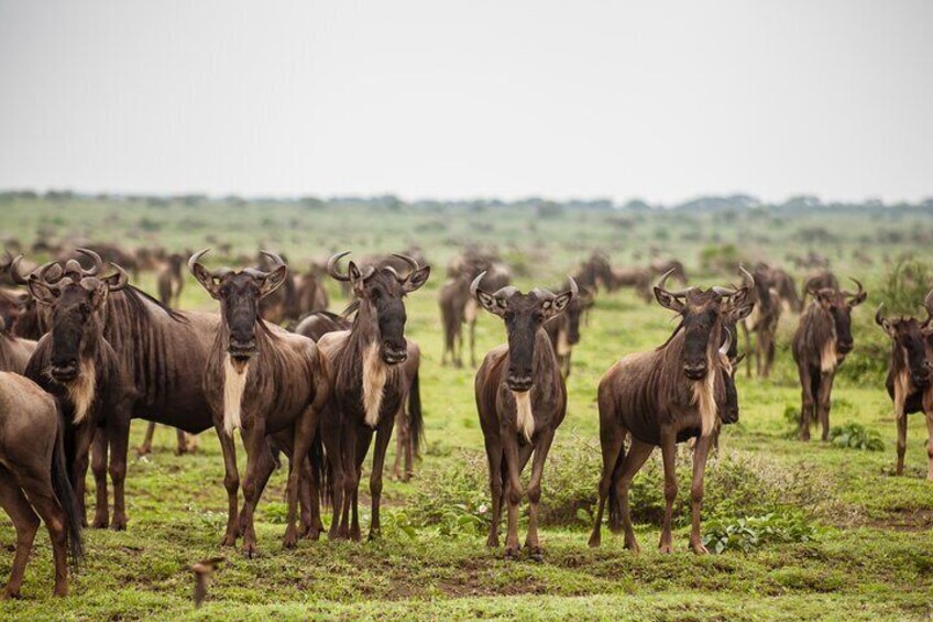 southern Serengeti 