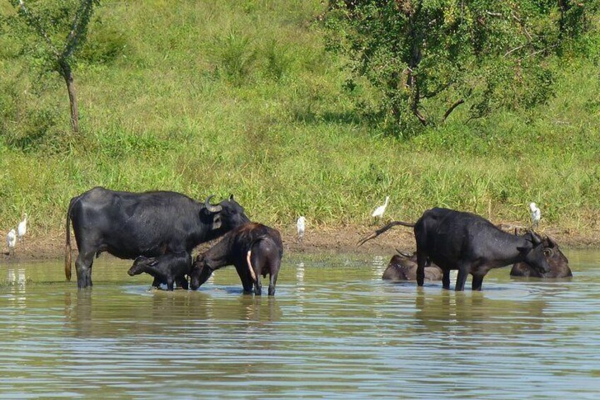 Uda Walawe Safari 1-Day-Tour from Mirissa