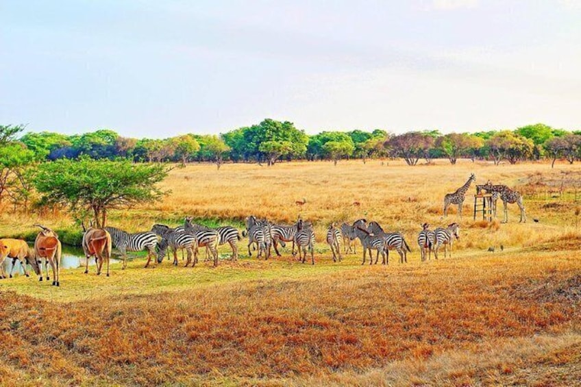 Show item 2 of 3. Stargazing on The Wilderness (Harare Night's Tour)