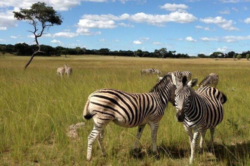Show item 3 of 3. Stargazing on The Wilderness (Harare Night's Tour)