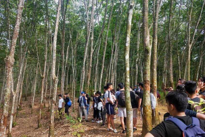 bukit lawang