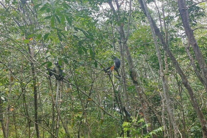 Day or Night Jungle Trekking with Sabarata, Bukit Lawang