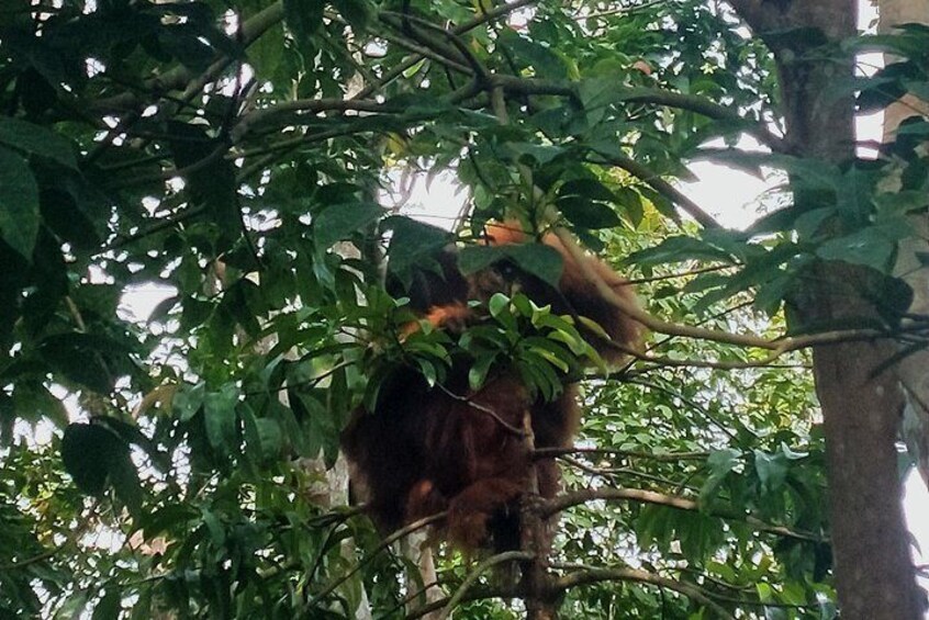 Day or Night Jungle Trekking with Sabarata, Bukit Lawang