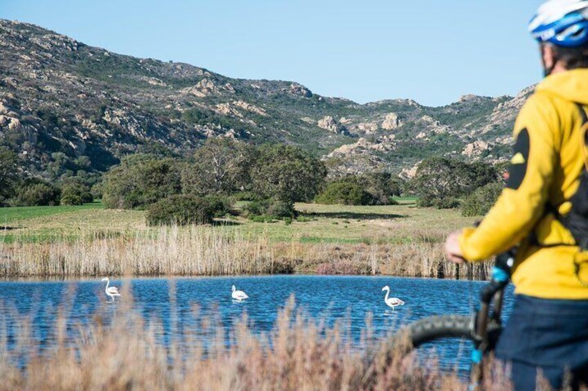 From the hills to Oasi Biderosa & Capo Comino with Electric Mountain Bikes