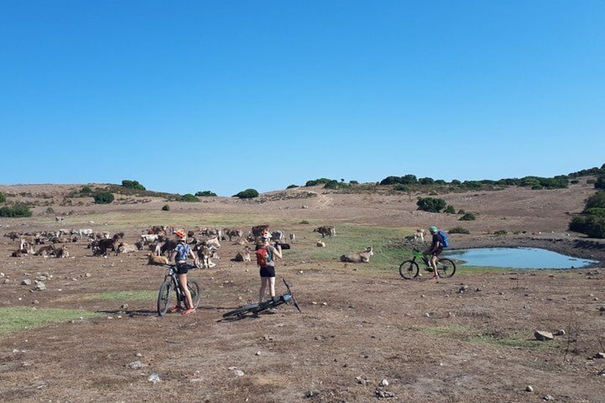 The ring of Mountain Tuttavista with Electric Mountain Bikes