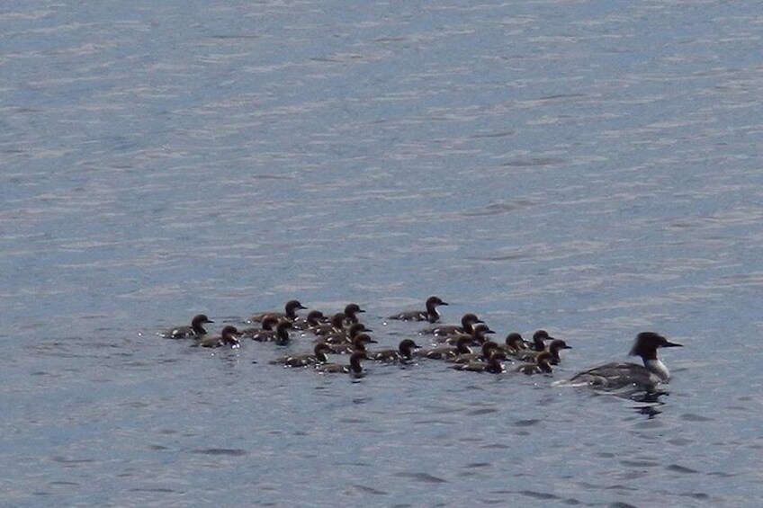Goosander family