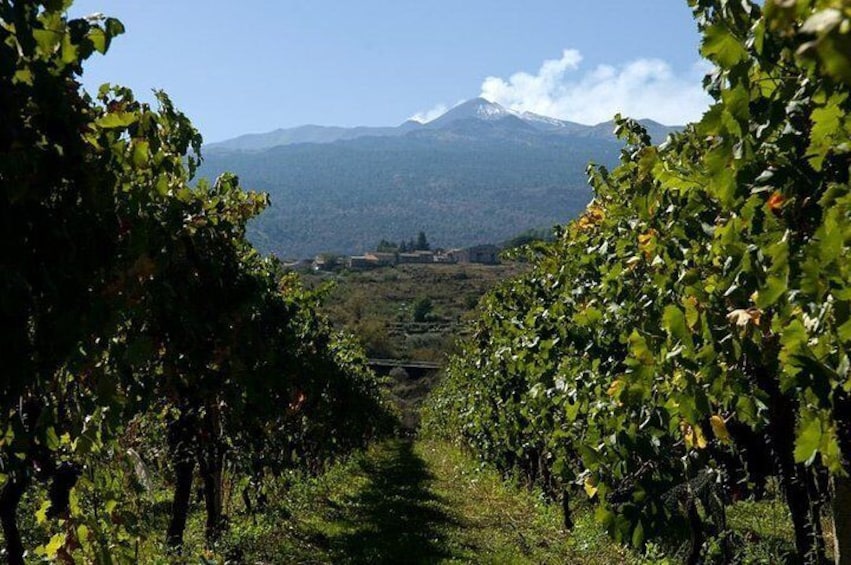 Vineyard and Etna