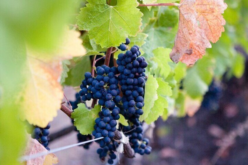 Etna and Wine Tour from Catania