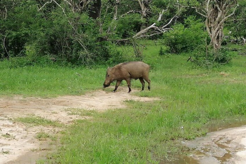 Yala Safari Day Tour From Bentota