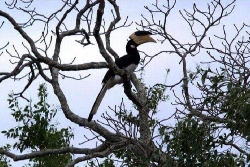 Yala Safari Day Tour From Bentota