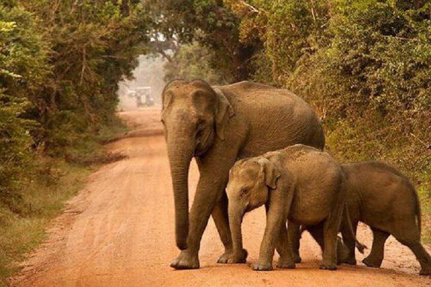 Yala Safari Private Day Tour Kaluthara/Beruwala/Bentota/Kosgoda/Ahungalla