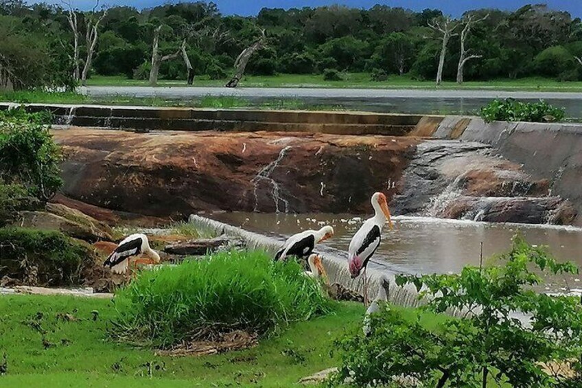 Yala Safari Day Tour From Bentota