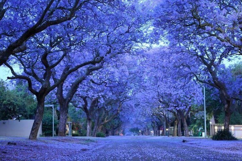 Jacaranda streets, Pretoria