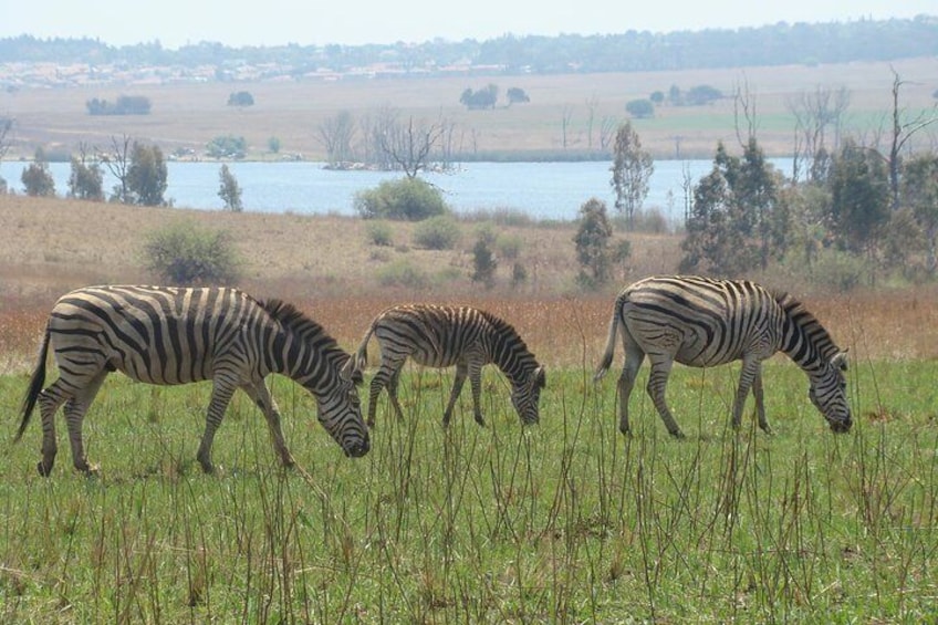 Zebra family