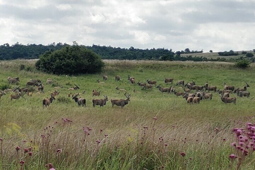 Eland