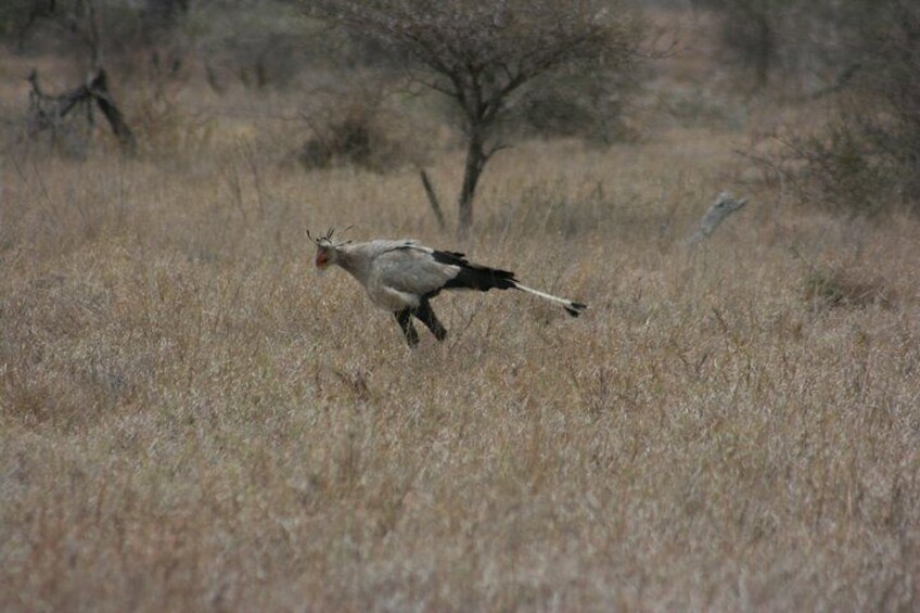 Secretary bird