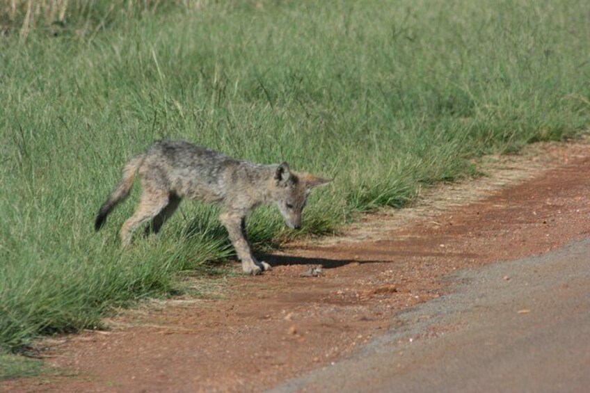 Black backed jackal pup